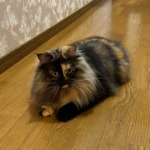 Thumbnail of related posts 059