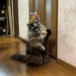 Thumbnail of related posts 064