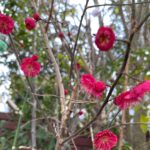 Thumbnail of related posts 020