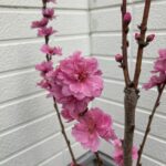 Thumbnail of related posts 012