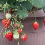 Thumbnail of post image 031