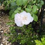Thumbnail of post image 124