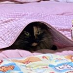 Thumbnail of related posts 146